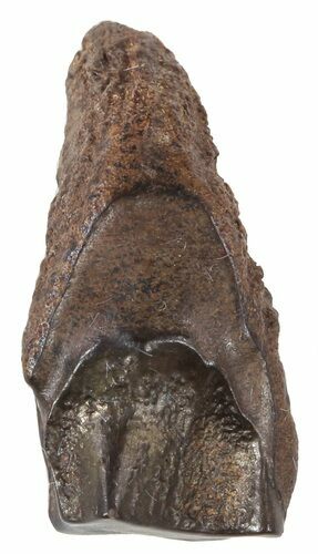 Triceratops Shed Tooth - Montana #53630